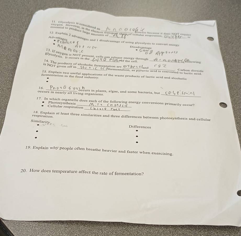 Glycolysis is considered an 
oxygen. However, in the electron transpost 
essential to produce large amounts of ain of cellular respiration brocess because it does NOT requirs 
Advantages 
12. Explain 2 advantages and 1 disadvantage of using glycolysis to convert energy 
Disadvantage 
13. If oxygen is NOT present, cells can release energy through of the cell. lowing 
glycolysis. It occurs in the 
14. The products of alcoholic fermentation are_ 
is NOT given off in _fermentation, as pyruvic acid is converted to lactic acid. 
. Carbon dioxide 
15. Explain two useful applications of the waste products of lactic acid and alcoholic 
fermentation in the food industry 
_ 
16. _occurs in plants, algae, and some bacteria, but 
occurs in nearly all living organisms. 
17. In which organelle does each of the following energy conversions primarily occur? 
Photosynthesis 
_ 
Cellular respiration 
18. Explain at least three similarities and three differences between photosynthesis and cellular 
respiration. 
Similarity 
Differences 
19. Explain why people often breathe heavier and faster when exercising. 
20. How does temperature affect the rate of fermentation?