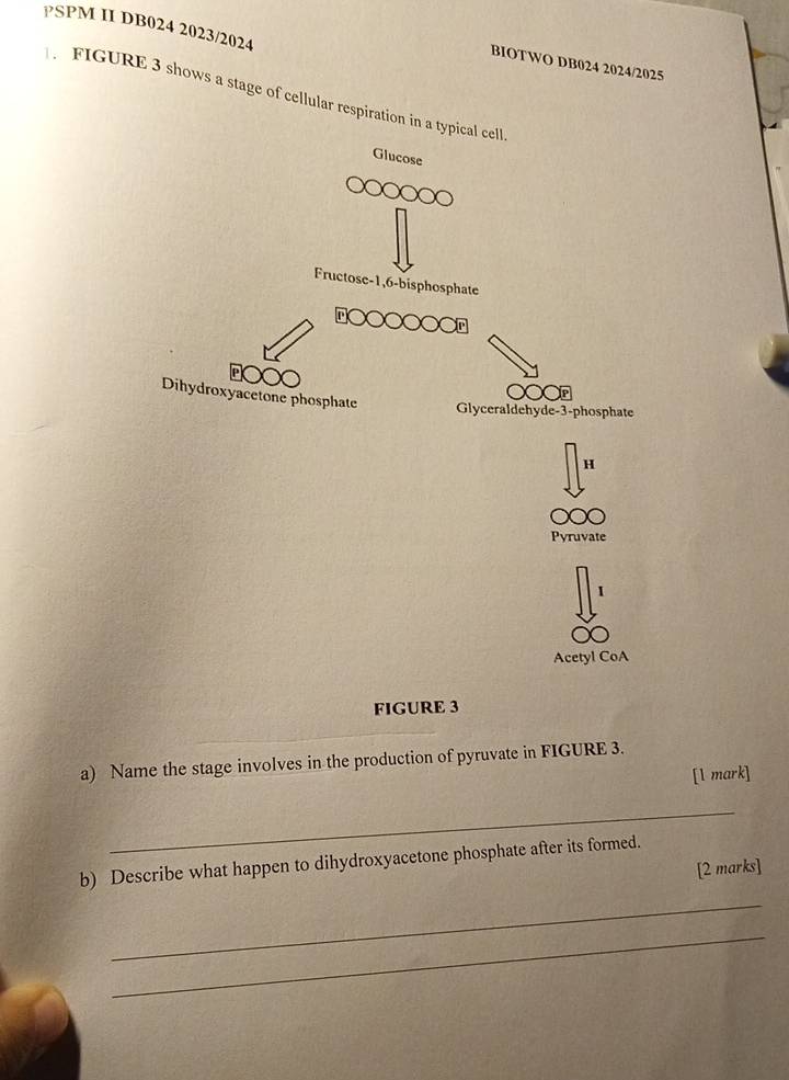 PSPM II DB024 2023/2024 
BIOTWO DB024 2024/2025 
FIGURE 3 shows a stage of cellular respiration in a typical 
FIGURE 3 
a) Name the stage involves in the production of pyruvate in FIGURE 3. 
[1 mark] 
_ 
b) Describe what happen to dihydroxyacetone phosphate after its formed. 
[2 marks] 
_ 
_