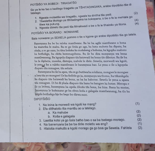 POTŠIŠO YA BOBEDI : TIRAGATŠO
Go ya le ka fao o badilego tiragatšo ya TŠHITADINGAKA, araba dipotšišo tše di
latelago. (2)
1. Ngwala molaetša wa tiragatšo, ngwala ka dintlha tše pedi.
2. Tšweletša tikologo ya tšhitadingaka ka bokopana, o be o fe le mehlala go (4)
tšwa ka pukung.
3. Ngwala dimelo tše pedi tša Mmakwadi o be o fe le tlhalošo ya tšona. (4)
POTŠIŠO YA BORARO : NONWANE
Bala nonwane ya SEWELA gomme o tle o kgone go araba dipotšišo tša go lateia.
Banenyana ba be ba raloka mantlwane. Ba be ba agile mantlwane a bona
ka maswika le mabu. Ba re go fetša go aga, ba bata maboto ka dipato, ba
ritela, a re go oma, ba tšea boloko ka mašakeng a bobona, ba kgopha maboto
ka bothakga, ba ekiša bommagobona. Ba ile ba dira monyanya wa bona
mantlwaneng. Ba kgopela diaparo tša batswadi ba bona tše dibotse. Ba ile ba
ba fa dipheta, maseka, dintepa, mabole le diele. Sewela, morwedi wa kgoši,
le yena o be a raloka mantlwane le banenyana bao. Le yena o ile a kgopela
diaparo tša mmagwe, tša sešate.
Banenyana ba ile ba apea, tša re go butšwa ba solelana, mongwe le mongwe
a kwa tša yo mongwe! Ge ba feditše go ja, monyanya wa thoma, ba tšhankgela
ka diaparo tša batswadi ba bona, ya ba ba babotse. Sewela le yena a apara
tša mmagwe. Di be di phala diaparo tša bana ba bangwe ka botse. Meropa e
lle ya letšwa, banenyana ba opela dikoša tša bona, ba bina. Bana ba motse,
ðanenyana le bašemane ge ba ekwa koša e galagala mantlwaneng, ba tla ba
bâgela bothakga bjo bo bego bo dirwa moo.
DIPOTŠIŠO
1. Na Ieina la morwedi wa kgoši ke mang? (1)
2. Efa ditlhalošo tša mantšu ao a latelago.
a. Ka mahube (2)
b. Koša e galagala (2)
3. Laetša kotsi ya go šala batho bao o sa ba tsebego morago. (2) (1)
4. Na banenyana ba be ba dirile moletlo wa eng?
5. Hlaloša maikutlo a kgoši morago ga go boa ga Sewela. Fahlela (2)