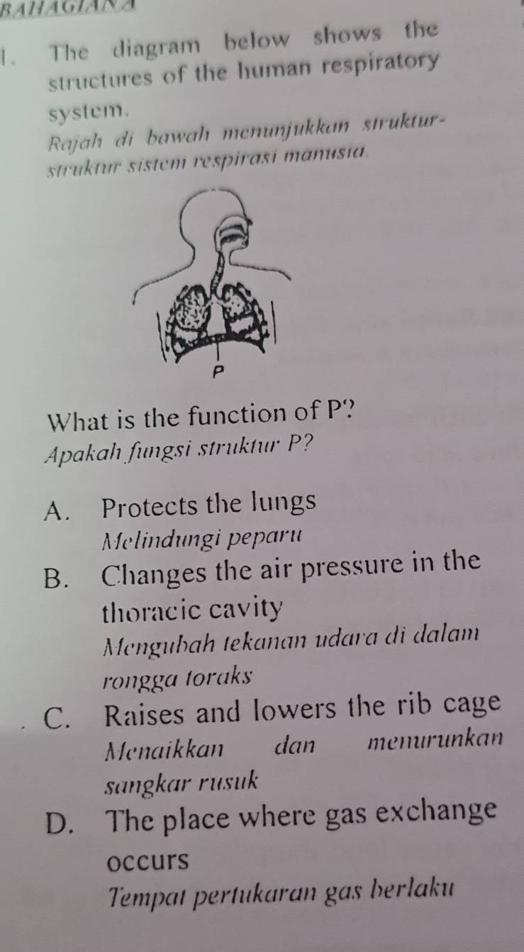 BAHAGIANA
1. The diagram below shows the
structures of the human respiratory 
system
Rajah di bawah menunjukkan struktur-
struktur sistem respirasi manusia.
What is the function of P?
Apakah fungsi struktur P?
A. Protects the lungs
Melindungi peparu
B. Changes the air pressure in the
thoracic cavity
Mengubah tekanan udara di dalam
rongga toraks
C. Raises and lowers the rib cage
Menaikkan dan menurunkan
sangkar rusuk
D. The place where gas exchange
occurs
Tempat pertukaran gas berlaku