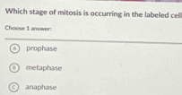 Which stage of mitosis is occurring in the labeled cell
Choose 1 annwer:
prophase
) metaphase
anaphase