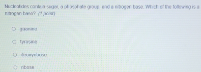 Nucleotides contain sugar, a phosphate group, and a nitrogen base. Which of the following is a
nitrogen base? (1 point)
guanine
tyrosine
deaxyribose
ribose