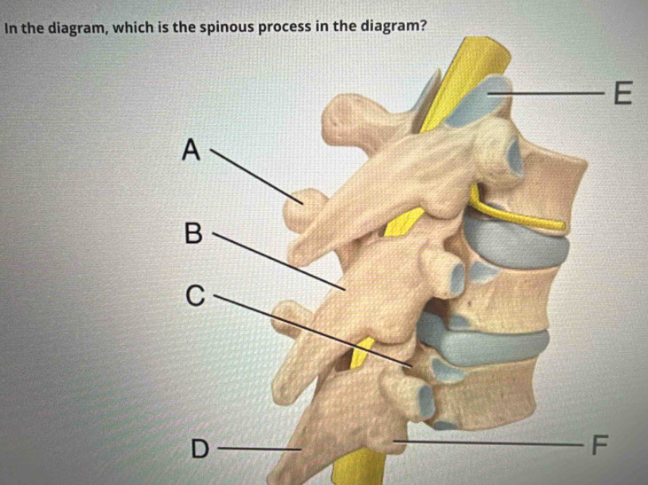 In the diagram, whic 
E