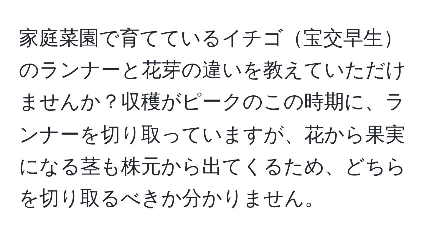 家庭菜園で育てているイチゴ宝交早生のランナーと花芽の違いを教えていただけませんか？収穫がピークのこの時期に、ランナーを切り取っていますが、花から果実になる茎も株元から出てくるため、どちらを切り取るべきか分かりません。