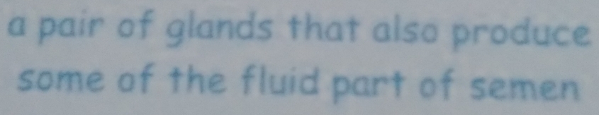 a pair of glands that also produce 
some of the fluid part of semen