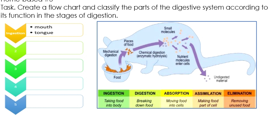 Task. Create a flow chart and classify the parts of the digestive system according to 
its function in the stages of digestion. 
mouth 
Ingestion tongue