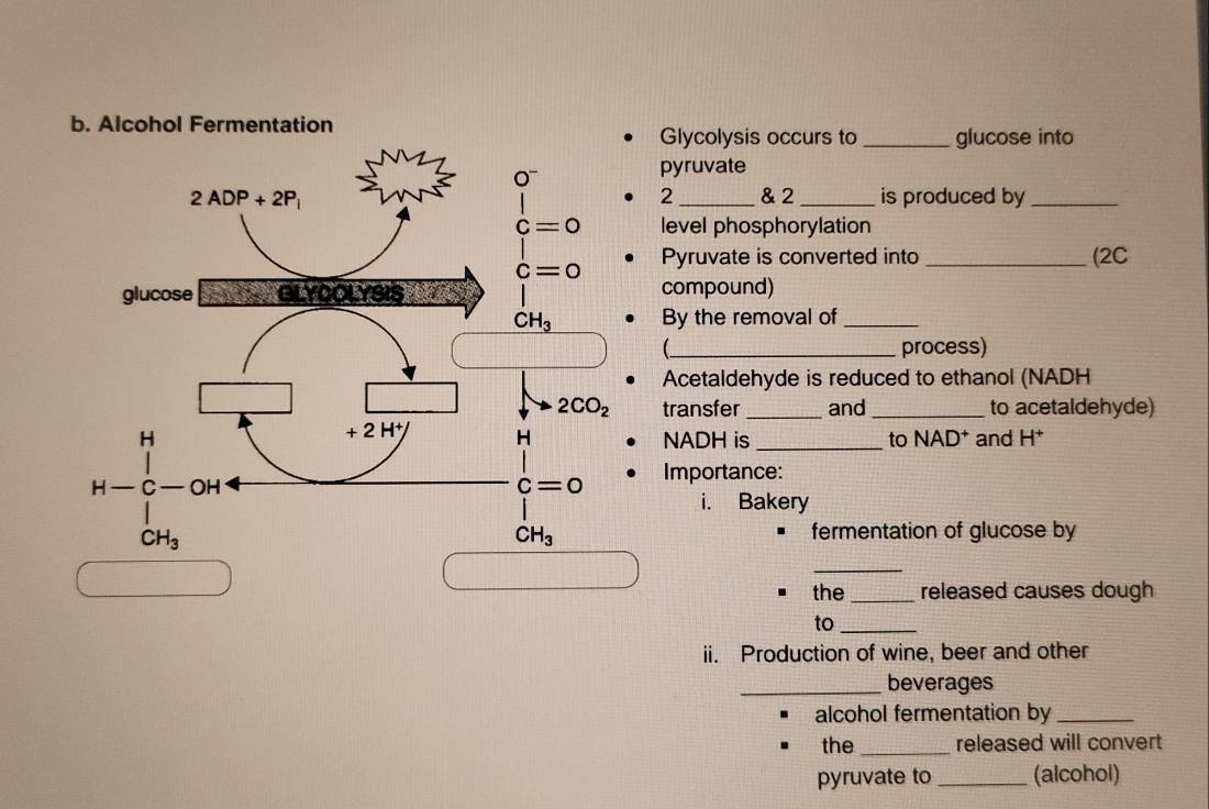 Alcohol Fermentation Glycolysis occurs to _glucose into
pyruvate
2
& 2_ is produced by_
level phosphorylation
Pyruvate is converted into _(2C
compound)
By the removal of_
_ process)
Acetaldehyde is reduced to ethanol (NADH
transfer _and_ to acetaldehyde)
NADH is _to NAD* and H*
Importance:
i. Bakery
fermentation of glucose by
_
the_ released causes dough
to_
ii. Production of wine, beer and other
_beverages
alcohol fermentation by_
the _released will convert
pyruvate to _(alcohol)