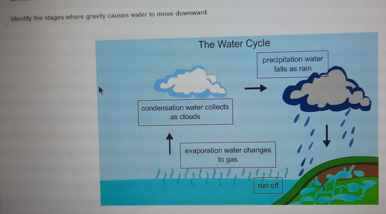 Identify the stages where gravity causes water to move downward.
The Water Cycle
precipitation water
falls as rain
condensation water collects
as clouds
evaporation water changes
to gas
run off