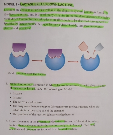 MODEL 1 - LACTASE BREAKS DOWN LACTOSE 
Enzymes are active in all cells as well as in the digestive system. Lactase is found in 
the digestive system, and is one of many enzymes in mammalian intestines that help 
break down food molecules into pieces small enough to be absorbed into our cells. 
Specifically, lactase break's the sugar lactose, a disaccharide, into two monomers, 
glucose and galactose. 
Model 1: Lactase breaks down lactose 
1. Model 1 represents a reaction in which lactose is broken apart with the assistance 
of the enzyme lactase. Label the following on Model 1: 
Lactose 
Lactase 
The active site of lactase 
The enzyme-substrate complex (the temporary molecule formed when the 
substrate is in the active site of the enzyme) 
The products of the reaction (glucose and galactose) 
2. Using the names of the reactants and products (instead of chemical formulas), 
write a chemical equation for the reaction catalyzed in Model 1. Hint: Only 
reactants and products are included in a chemical reaction.