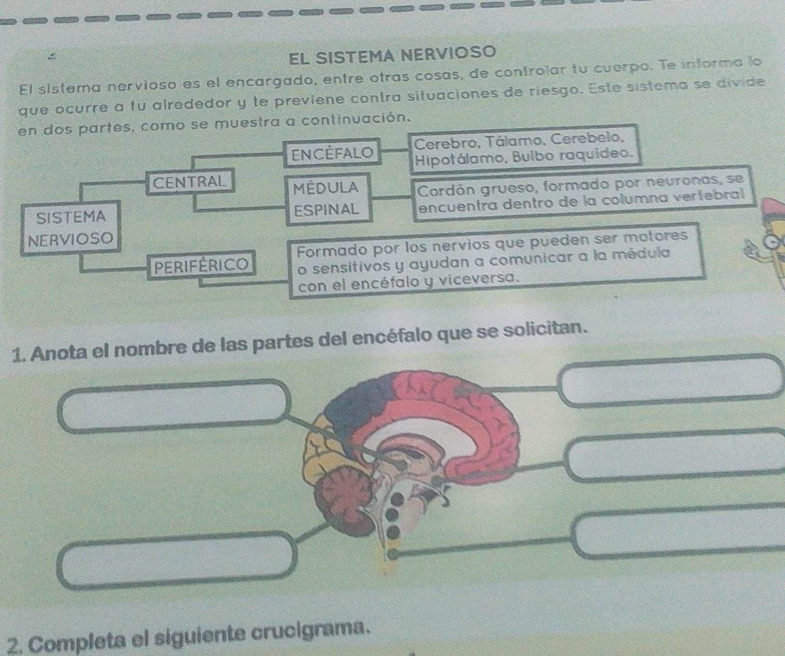 EL SISTEMA NERVIOSO 
El sístema nervioso es el encargado, entre otras cosas, de controlar tu cuerpo. Te informa lo 
que ocurre a tu alrededor y te previene contra situaciones de riesgo. Este sistema se divide 
en dos partes, como se muestra a continuación. 
ENCÉFALO Cerebro, Tálamo, Cerebelo, 
Hipotálamo, Bulbo raquideo. 
CENTRAL 
MÉDULA 
Cordón grueso, formado por neuronas, se 
SISTEMA ESPINAL 
encuentra dentro de la columna vertebral 
NERVIOSO 
PeRiférIcO Formado por los nervios que pueden ser motores 
o sensitivos y ayudan a comunicar a la médula 
con el encéfalo y viceversa. 
1. Anota el nombre de las partes del encéfalo que se solicitan. 
2. Completa el siguiente crucigrama.