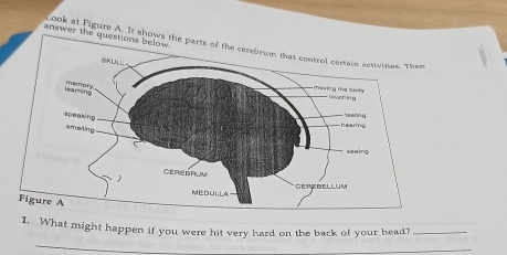 answer the ques 
Look at Figure A. It shows t 
1. What might happen if you were hit very hard on the back of your head?_ 
_ 
_