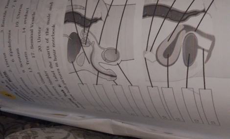 a” 1 _ 
2. terus 
_3. Erectile Tiss 
6. Epididymis_ 
7 . √ 

9. Scrotum_ 
10. Uterus 
_ 
_13. Testis_ 
14. oviduct 
_ 
17. Seminal Vesich 
/ , → 
_ 
_ 
postate Glat _20. Ureter 
_ 
amary bladder 
ay hak i label the parts of the male and 
tth ctures in hour notebook 
4 
13