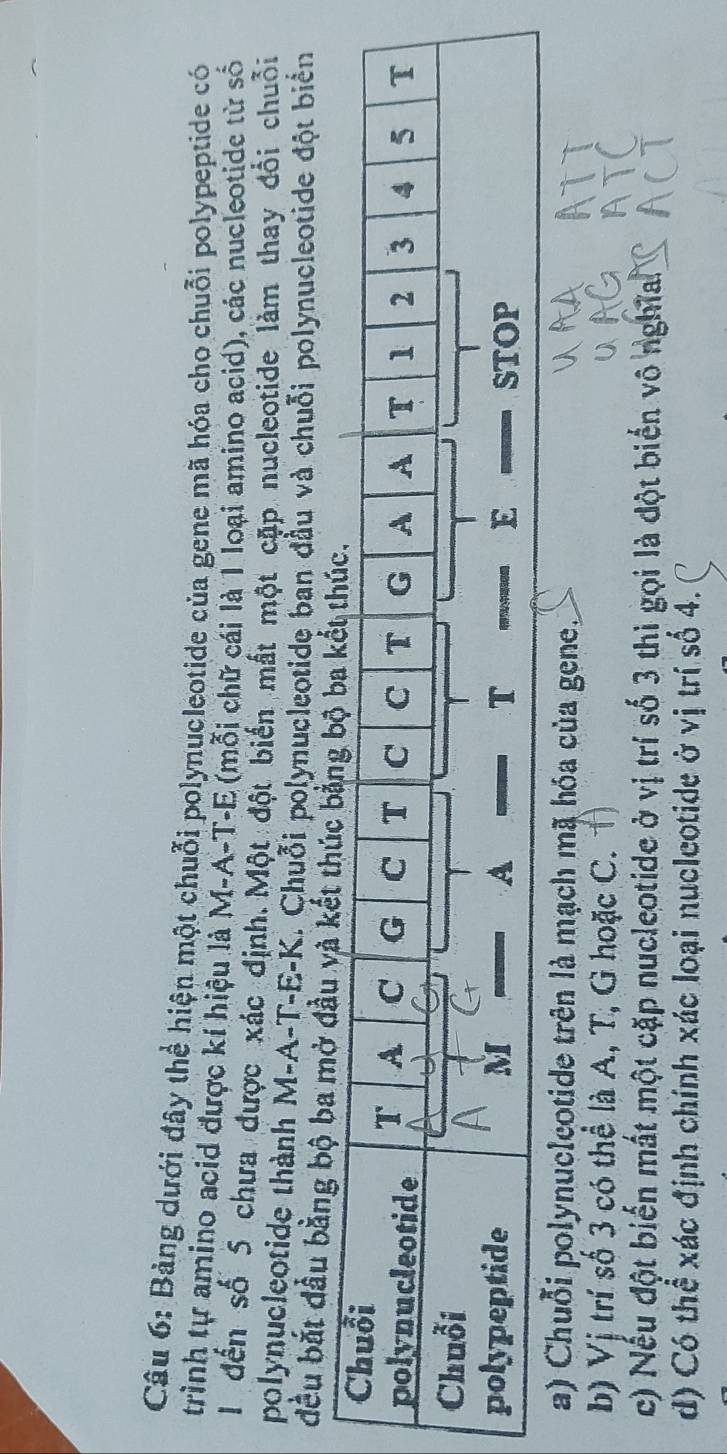 Bảng dưới đây thể hiện một chuỗi polynucleotide của gene mã hóa cho chuỗi polypeptide có
trình tự amino acid được kí hiệu là M-A-T-E (mỗi chữ cái là 1 loại amino acid), các nucleotide từ số
1 đến số 5 chưa được xác định. Một đột biến mất một cặp nucleotide làm thay đổi chuỗi
polynucleotide thành M-A-T-E-K. Chuỗi polynucleotide ban đầu và chuỗi polynucleotide đột biển
đều bắt đầu bằng bộ ba mở đầu và kế
a) Chuỗi polynucleotide trên là mạch mã hóa của gene.
b) Vị trí số 3 có thể là A, T, G hoặc C.
c) Nếu đột biến mất một cặp nucleotide ở vị trí số 3 thì gọi là đột biển vô nghĩa
d) Có thể xác định chính xác loại nucleotide ở vị trí số 4.
