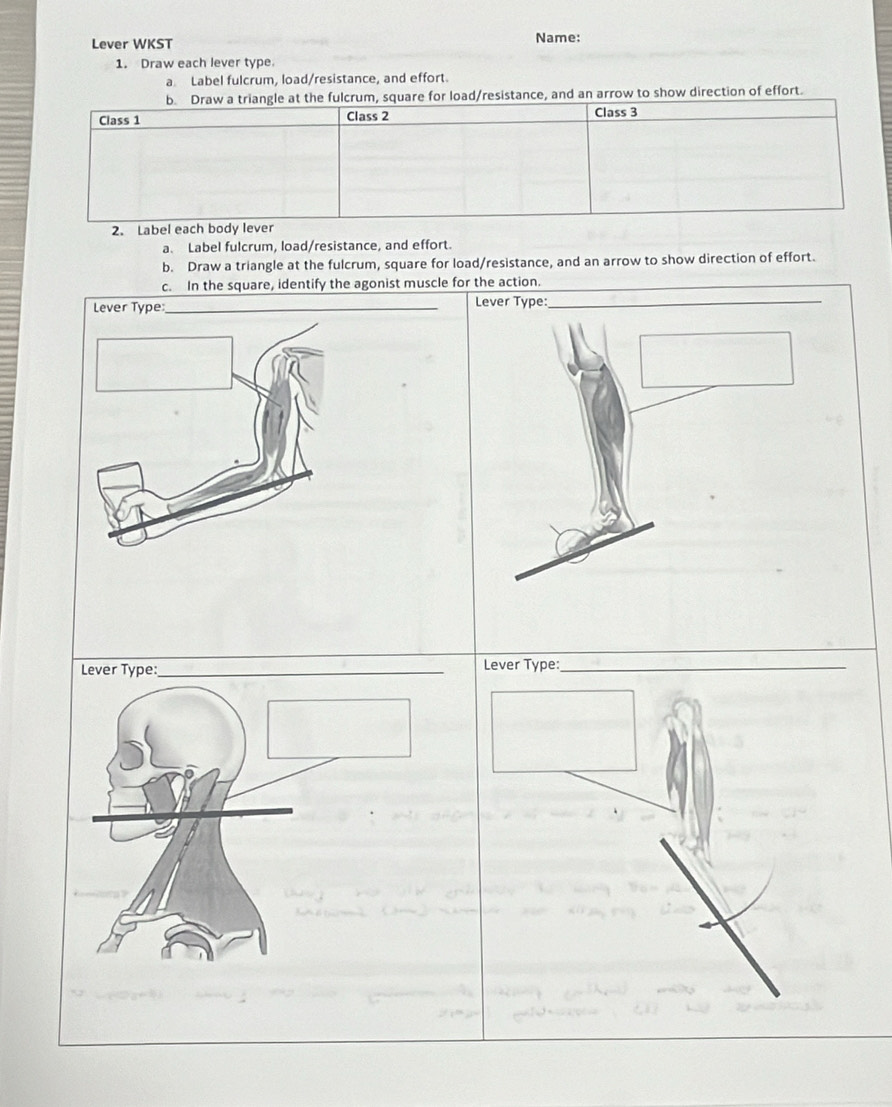 Lever WKST Name: 
1. Draw each lever type. 
a Label fulcrum, load/resistance, and effort 
b. Draw a triangle at the fulcrum, square for load/resistance, and an arrow to show direction of effort. 
Class 1 Class 2 Class 3 
2. Label each body lever 
a. Label fulcrum, load/resistance, and effort. 
b. Draw a triangle at the fulcrum, square for load/resistance, and an arrow to show direction of effort. 
c. In the square, identify the agonist muscle for the action. 
_ 
_ 
Lever Type:_ 
Lever Type:_