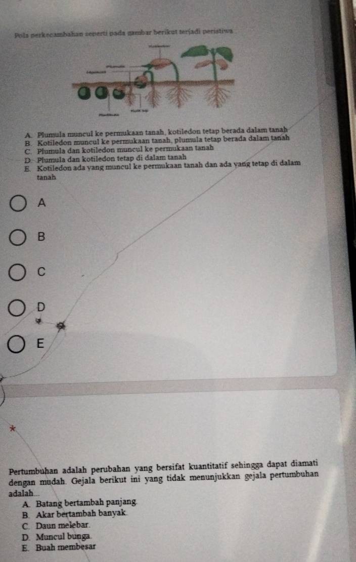 Pola perkecambahan seperti pada gambar berikut teríadi perístiwa
A. Plumula muncul ke permukaan tanah, kotiledon tetap berada dalam tanah
B. Kotiledon muncul ke permukaan tanah, plumula tetap berada dalam tanah
C. Plumula dan kotiledon muncul ke permukaan tanah
D Plumula dan kotiledon tetap di dalam tanah
E. Kotiledon ada yang muncul ke permukaan tanah dan ada yang tetap di dalam
tanah
A
B
C
D
E
Pertumbuhan adalah perubahan yang bersifat kuantitatif sehingga dapat diamati
dengan mudah. Gejala berikut ini yang tidak menunjukkan gejala pertumbuhan
adalah.
A. Batang bertambah panjang.
B. Akar bertambah banyak
C. Daun melebar.
D. Muncul bunga
E. Buah membesar