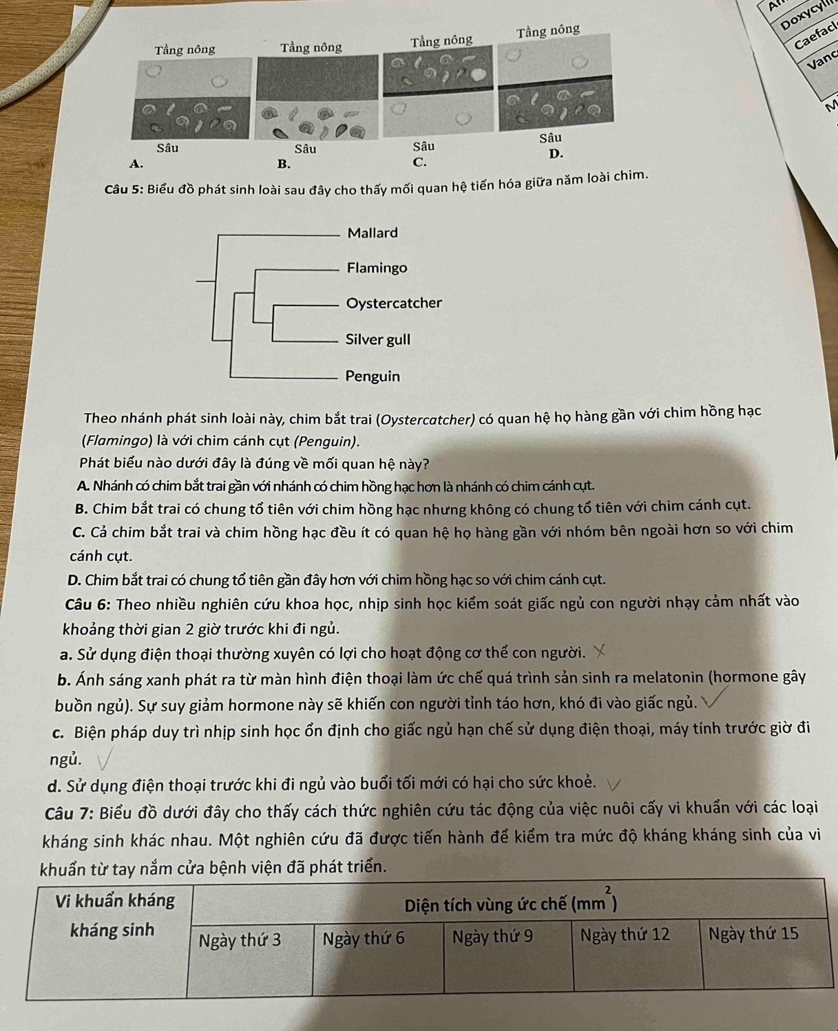A'
Doxycyll
Caefacl
Tầng nông Tầng nông Tầng nông Tầng nông
Vanc
M
Sâu Sâu Sâu Sâu
D.
A.
B.
C.
Câu 5: Biểu đồ phát sinh loài sau đây cho thấy mối quan hệ tiến hóa giữa năm loài chim.
Mallard
Flamingo
Oystercatcher
Silver gull
Penguin
Theo nhánh phát sinh loài này, chim bắt trai (Oystercatcher) có quan hệ họ hàng gần với chim hồng hạc
(Flamingo) là với chim cánh cụt (Penguin).
Phát biểu nào dưới đây là đúng về mối quan hệ này?
A. Nhánh có chim bắt trai gần với nhánh có chim hồng hạc hơn là nhánh có chim cánh cụt.
B. Chim bắt trai có chung tổ tiên với chim hồng hạc nhưng không có chung tổ tiên với chim cánh cụt.
C. Cả chim bắt trai và chim hồng hạc đều ít có quan hệ họ hàng gần với nhóm bên ngoài hơn so với chim
cánh cụt.
D. Chim bắt trai có chung tổ tiên gần đây hơn với chim hồng hạc so với chim cánh cụt.
Câu 6: Theo nhiều nghiên cứu khoa học, nhịp sinh học kiểm soát giấc ngủ con người nhạy cảm nhất vào
khoảng thời gian 2 giờ trước khi đi ngủ.
a. Sử dụng điện thoại thường xuyên có lợi cho hoạt động cơ thể con người.
b. Ánh sáng xanh phát ra từ màn hình điện thoại làm ức chế quá trình sản sinh ra melatonin (hormone gây
buồn ngủ). Sự suy giảm hormone này sẽ khiến con người tỉnh táo hơn, khó đi vào giấc ngủ.
c. Biện pháp duy trì nhịp sinh học ổn định cho giấc ngủ hạn chế sử dụng điện thoại, máy tính trước giờ đi
ngủ.
d. Sử dụng điện thoại trước khi đi ngủ vào buổi tối mới có hại cho sức khoẻ.
Câu 7: Biểu đồ dưới đây cho thấy cách thức nghiên cứu tác động của việc nuôi cấy vi khuẩn với các loại
kháng sinh khác nhau. Một nghiên cứu đã được tiến hành để kiểm tra mức độ kháng kháng sinh của vi
viện đã phát triển.