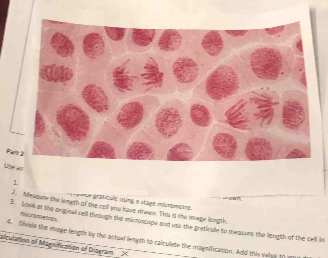 Usean 
1 
ordwn. 
Prépiece gratícule using a stage micrometre. 
2. Measure the length of the cell you have drawn. This is the image length. 
micrometres. 
3. Look at the original cell through the microscope and use the graticule to measure the length of the cell in 
4. Divide the image length by the actual length to calculate the magnification. Add this value to vov 
alculation of Magnification of Diagram X