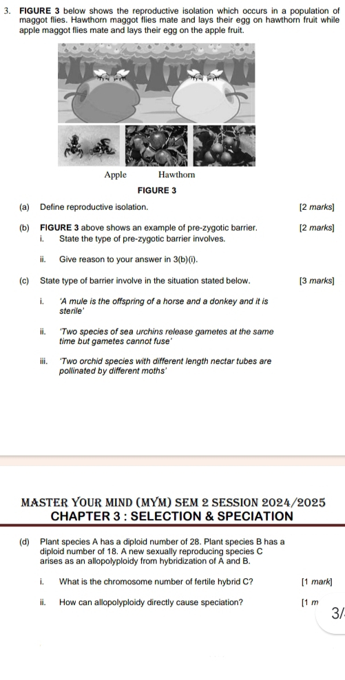 FIGURE 3 below shows the reproductive isolation which occurs in a population of 
maggot flies. Hawthorn maggot flies mate and lays their egg on hawthorn fruit while 
apple maggot flies mate and lays their egg on the apple fruit. 
FIGURE 3 
(a) Define reproductive isolation. [2 marks] 
(b) FIGURE 3 above shows an example of pre-zygotic barrier. [2 marks] 
i. State the type of pre-zygotic barrier involves. 
ii. Give reason to your answer in 3(b)(i). 
(c) State type of barrier involve in the situation stated below. [3 marks] 
i. ‘A mule is the offspring of a horse and a donkey and it is 
sterile' 
ii. ‘Two species of sea urchins release gametes at the same 
time but gametes cannot fuse' 
iii. ‘Two orchid species with different length nectar tubes are 
pollinated by different moths' 
MASTER YOUR MIND (MYM) SEM 2 SESSION 2024/2025 
CHAPTER 3 : SELECTION & SPECIATION 
(d) Plant species A has a diploid number of 28. Plant species B has a 
diploid number of 18. A new sexually reproducing species C 
arises as an allopolyploidy from hybridization of A and B. 
i, What is the chromosome number of fertile hybrid C? [1 mark] 
ii. How can allopolyploidy directly cause speciation? [1 m 
3/