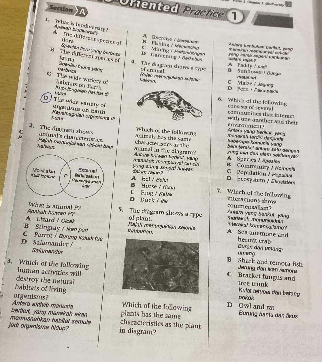 Form 2 Chapter 1 Biodiversity
Poriented Präctice
Section A
1. What is biodiversity?
Apakah biodiversiti? A Exercise / Bersenam Antara tumbuhan berikut, yang
flora
A The different species of B Fishing / Memancing manakah mempunyai ciri-ciri
C Mining / Perlombongan yang sama seperti tumbuhan
Spesies flora yang berbeza D Gardening / Berkebun dalam rajah?
fauna
B The different species of 4. The diagram shows a type B Sunflower/ Bunga
A Paddy / padi
Spesies fauna yang
berbeza
of animal.
matahari
C The wide variety of
Rajah menunjukkan sejenis C Maize / Jagung
haiwan.
habitats on Earth
D Fern / Paku-pakis
Kepelbagaian habitat di
bumi
6. Which of the following
D  The wide variety of
consists of several
organisms on Earth
communities that interact
Kepelbagaian organisma di
with one another and their
environment?
bumiAntara yang berikut, yang
Which of the following manakah terdiri daripada
2. The diagram shows animals has the same beberapa komuniti yang
C animal’s characteristics. characteristics as the
P Rajah menunjukkan ciri-ciri bagi animal in the diagram?
berinteraksi antara satu dengan
yang lain dan alam sekitarnya?
haiwan. Antara haiwan berikut, yang A Species / Spesies
manakah mempunyai ciri-ciri B Community / Komuniti
yang sama seperti haiwan C Population / Populasi
dalam rajah? D Ecosystem / Ekosistem
A Eel / Belut
B Horse / Kuda 7. Which of the following
C Frog / Katak interactions show
D Duck / Itik commensalism?
What is animal P? 5. The diagram shows a type manakah menunjukkan
Antara yang berikut, yang
Apakah haiwan P? of plant. interaksi komensalisme?
A Lizard / Cicak Rajah menunjukkan sejenis A Sea anemone and
B Stingray / Ikan pari
tumbuhan.hermit crab
C Parrot / Burung kakak tua
D Salamander /
Buran dan umang-
umang
SalamanderJerung dan ikan remora
B Shark and remora fish
3. Which of the followingC Bracket fungus and
human activities willtree trunk
destroy the natural
habitats of living
Kulat tetupai dan batang
pokok
Antara aktiviti manusia
D Owl and rat
organisms? Which of the following Burung hantu dan tikus
berikut, yang manakah akan
plants has the same
memusnahkan habitat semula characteristics as the plant
jadi organisma hidup? in diagram?