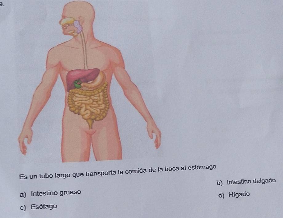 oca al estómago
b) Intestino delgado
a) Intestino grueso
d) Hígado
c) Esófago