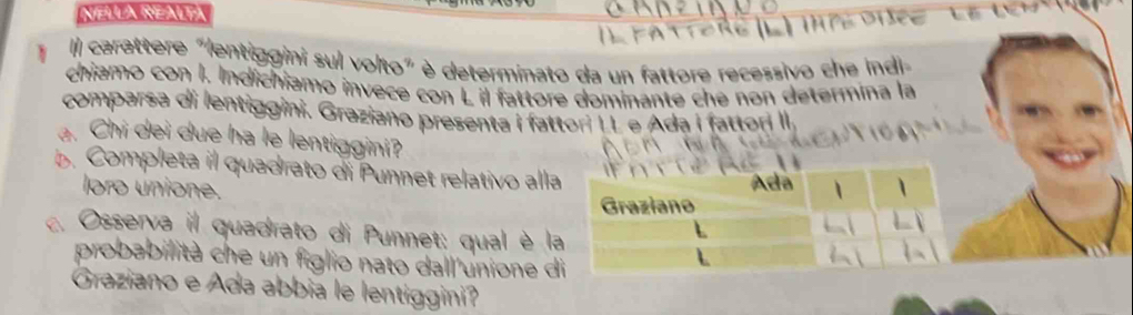 NELLA NEALTA 
T p e 
Il carettere "lentiggini sul volto" è determinato da un fattore recessivo che Indi 
chiamo con I. Indichiamo invece con L il fattore dominante che non determina la 
comparsa di lentiggini. Graziano presenta i fattori I L e Ada i fattori II 
a. Chi dei due ha le lentiggini? 
b. Completa il quadrato di Punnet relativo alla 
loro unione. 
c. Osserva il quadrato di Punnet: qual è l 
probabilità che un figlio nato dall'unione d 
Graziano e Ada abbia le lentiggini?