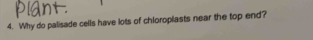 Why do palisade cells have lots of chloroplasts near the top end?