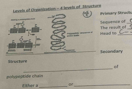 Solved: Levels of Organization - 4 levels of Structure Primary Structu ...