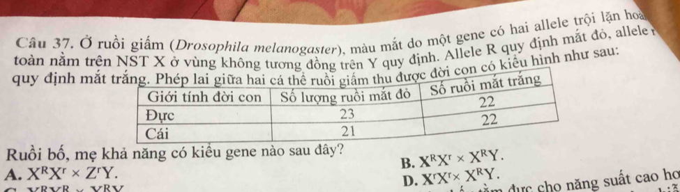 Ở ruồi giấm (Drosophila melanogaster), màu mắt do một gene có hai allele trội lặn hoà
toàn nằm trên NST X ở vùng không tương đồng trên Y quy định. Allele R quy định mắt đỏ, allele y
quy định mắcó kiểu hình như sau:
Ruồi bố, mẹ khả năng có kiểu gene nào sau đây?
B. X^RX^r* X^RY.
A. X^RX^r* Z^rY.
x/RYRsim YRY
D. X^rX^r* X^RY. ăm đực cho năng suất cao họ