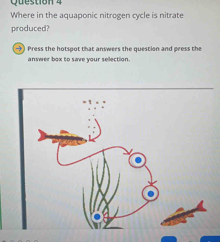 Where in the aquaponic nitrogen cycle is nitrate 
produced? 
Press the hotspot that answers the question and press the 
answer box to save your selection.