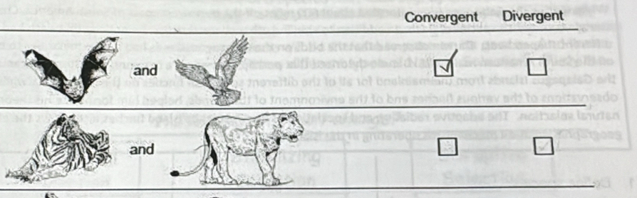 Convergent Divergent 
and 
_ 
and 
_