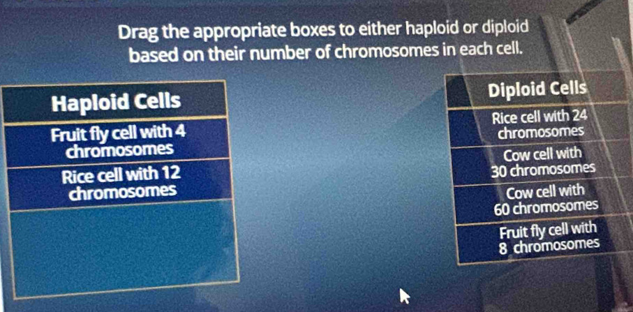 Drag the appropriate boxes to either haploid or diploid 
based on their number of chromosomes in each cell. 
Haploid Cells 
Fruit fly cell with 4
chromosomes 
Rice cell with 12
chromosomes