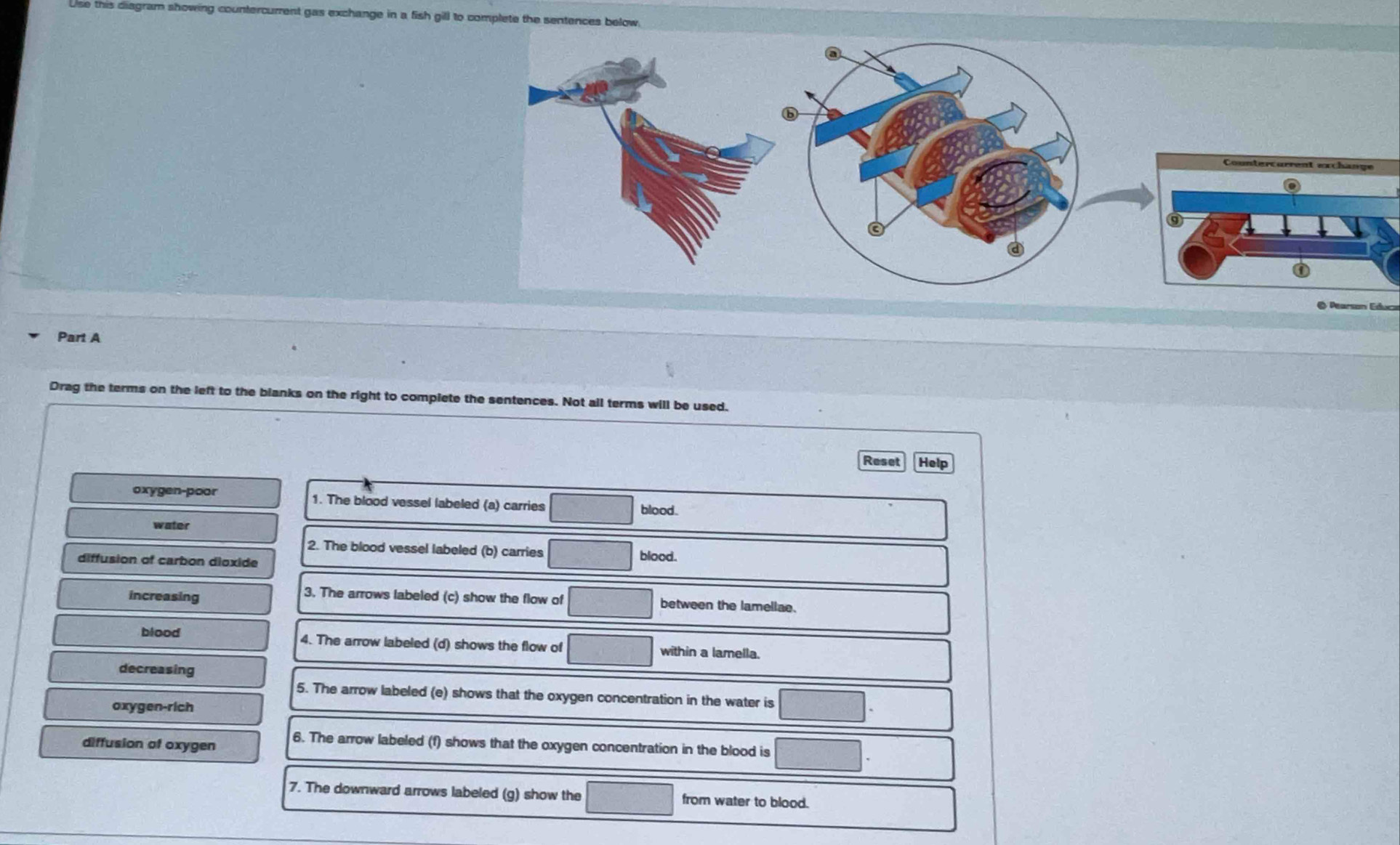Solved: Use this diagram showing countercurrent gas exchange in a fish ...