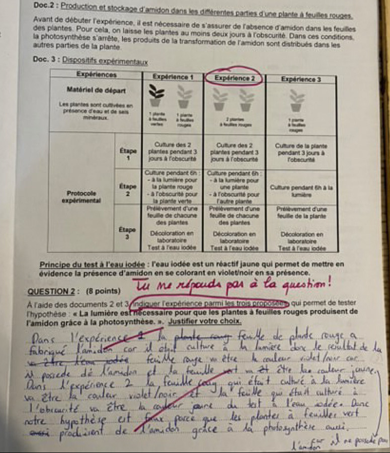 Doc.2 : Production et stockage d'amidon dans les différentes parties d'une plante à feuilles rouges. 
Avant de débuter l'expérience, il est nécessaire de s'assurer de l'absence d'amidon dans les feuilles 
des plantes. Pour cela, on laisse les plantes au moins deux jours à l'obscurité. Dans ces conditions. 
la photosynthèse s'arrête, les produits de la transformation de l'amidon sont distribués dans les 
autres parties de la plante 
Principe du test à l'eau iodée : l'eau iodée est un réactif jaune qui permet de mettre en 
évidence la présence d'amidon en se colorant en violet'noir en sa présence. 
QUESTION 2 : (8 points) 
À l'aide des documents 2 et 3y indiquer l'expérience parmi les trois proposeme qui permet de tester 
Thypothèse : « La lumière est nécessaire pour que les plantes à feuilles rouges produisent de 
l'amidon grâce à la photosynthèse. ». Justifier votre choix.