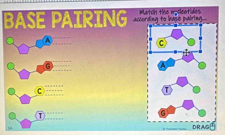 BASE PAIRING acc 
A 
G 
C 
T
14 E Telonari Taón