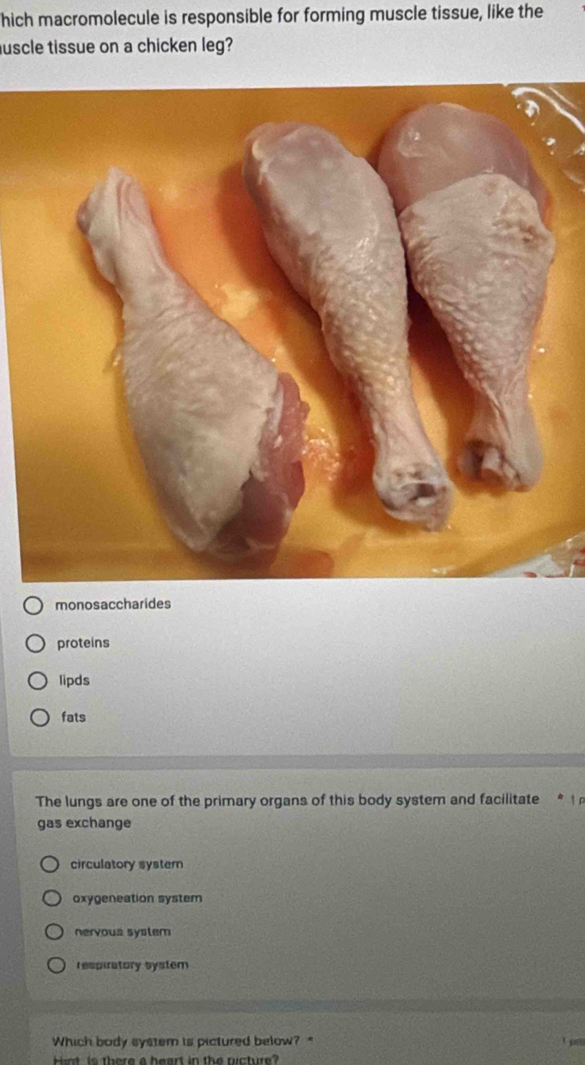 hich macromolecule is responsible for forming muscle tissue, like the
uscle tissue on a chicken leg?
monosaccharides
proteins
lipds
fats
The lungs are one of the primary organs of this body system and facilitate *
gas exchange
circulatory system
oxygeneation system
nervous system
respiratory system
Which body system is pictured below? "
Hint is there a heart in the picture?