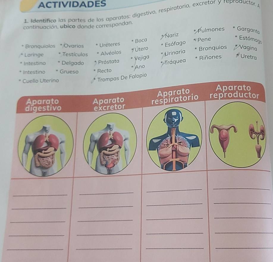 ACTIVIDADES 
1. Identifico las partes de los aparatos: digestivo, respiratorio, excretor y reproductor. 
continuación, ubico donde correspondan. 
Nariz * Pulmones * Garganta 
Bronquiolos * Ovarios Uréteres Boca * Pene 
* Estómago 
* Bronquios * Vagina 
Laringe Testículos Alvéolos # Útero * Esófago 
Urinaria 
Intestino Delgado Próstata * Vejiga 
* Riñones * Uretra 
Intestino Grueso Recto 
* Ano * Tráquea 
Cuello Uterino 
Trompas De Falopio 
Aparato Aparato 
Aparato Aparato piratorio reproductor 
digestivo retor 
_ 
_ 
_ 
_ 
_ 
_ 
_ 
_ 
_ 
_ 
_ 
_ 
_ 
_ 
_ 
_ 
_ 
_ 
_ 
_