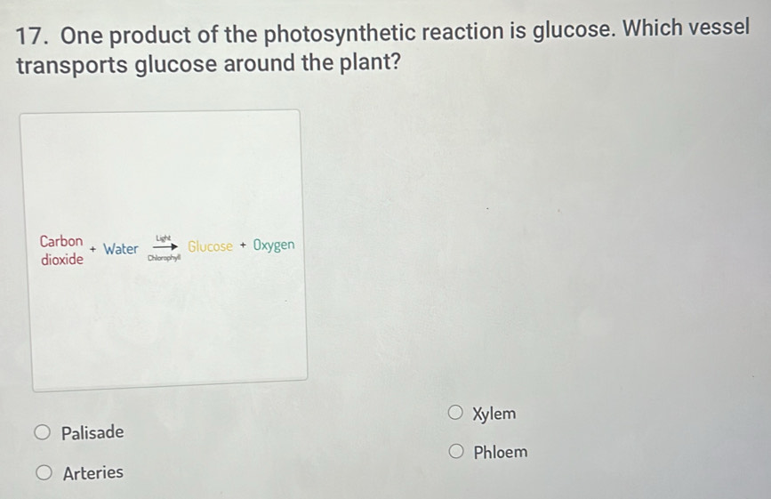 One product of the photosynthetic reaction is glucose. Which vessel
transports glucose around the plant?
Ligh
Carbon + Water Glucose + Oxygen
dioxide Chlorophyll
Xylem
Palisade
Phloem
Arteries