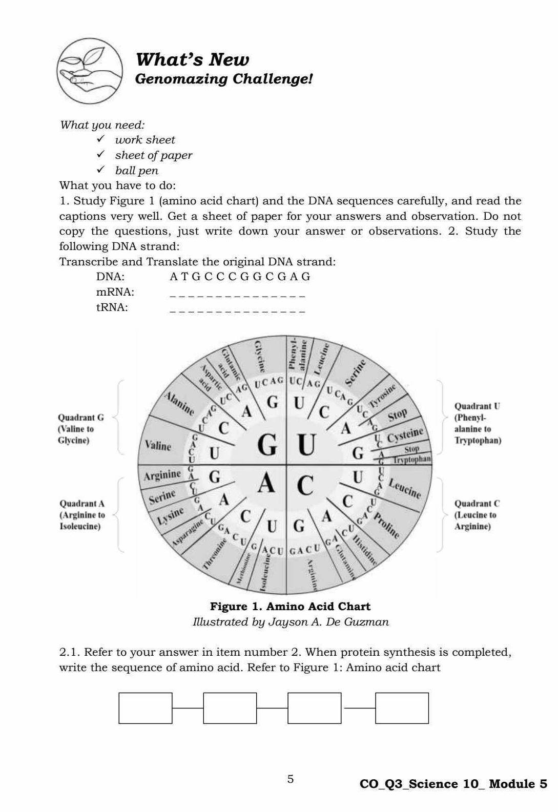 What’s New 
Genomazing Challenge! 
What you need: 
work sheet 
sheet of paper 
ball pen 
What you have to do: 
1. Study Figure 1 (amino acid chart) and the DNA sequences carefully, and read the 
captions very well. Get a sheet of paper for your answers and observation. Do not 
copy the questions, just write down your answer or observations. 2. Study the 
following DNA strand: 
Transcribe and Translate the original DNA strand: 
DNA: A T G C C C G G C G A G 
mRNA: 
tRNA: 
a E 
U C A G UC AG 
U CA 
Alanino 
G U G Tyrosine 
A Quadrant U 
C 
Stop 
Quadrant G (Phenyl- 
C 
A 
(Valine to alanine to 
Cysteine 
Stop Tryptophan) 
Glycine) Valine U G U G Tryptophan 
Arginine G A C 
Quadrant A Serine a U A Leucine 
A 
C 
Quadrant C 
(Arginine to Lysine C G A Prolinc (Leucine to 
Isoleucine) G U Arginine) 
Asparagine 
C 
1 
G 
G A C U 64 c 
É 

Figure 1. Amino Acid Chart 
Illustrated by Jayson A. De Guzman 
2.1. Refer to your answer in item number 2. When protein synthesis is completed, 
write the sequence of amino acid. Refer to Figure 1: Amino acid chart
□ -□ -□ -□
5 
CO_Q3_Science 10_ Module 5