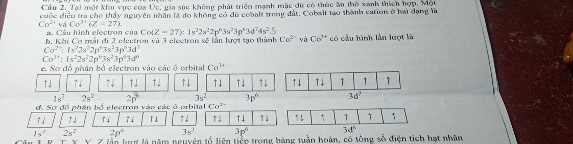 Tại một khu vực của Úc, gia súc không phát triển mạnh mặc dù có thức ăn thô xanh thích hợp. Một
cuộc điều tra cho thấy nguyên nhân là do không có đủ cobalt trong đất. Cobalt tạo thành cation ở hai dạng là
Co^(2+)vaCo^(3+)(Z=27).
a. Cấu hình electron của ( Co(Z=27):1s^22s^22p^63s^23p^63d^74s^2.S
b. Khi Co mất đi 2 electron và 3 electron sẽ lần lượt tạo thành Co^(2+) và Co^(3+) có cấu hình lần lượt là
Co^(2+):1s^22s^22p^63s^23p^63d^7
Co^(3+):1s^22s^22p^63s^23p^63d^6
c. Sơ đồ phân bố electron vào các ô orbital Co^(3+)
↑↓ ↑↓ ↑↓ ↑↓ ↑↓ ↑↓ ↑↓ ↑↓ ↑↓
1s^2 2s^2 2p^6 3s^2 3p^6
d. Sơ đồ phân bố electron vào các ô orbital Co^(2+)
↑I ↑↓ ↑↓ ↑↓ ↑↓ ↑↓ ↑↓ ↑↓ ↑↓ ↑↓ ↑ ↑ ↑ ↑
1s^2 2s^2 2p^6 3s^2 3p^6
3d^6
Z lần lượt là năm nguyên tố liên tiếp trong bảng tuần hoàn, có tổng số diện tích hạt nhân