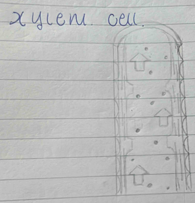 xycem cell.