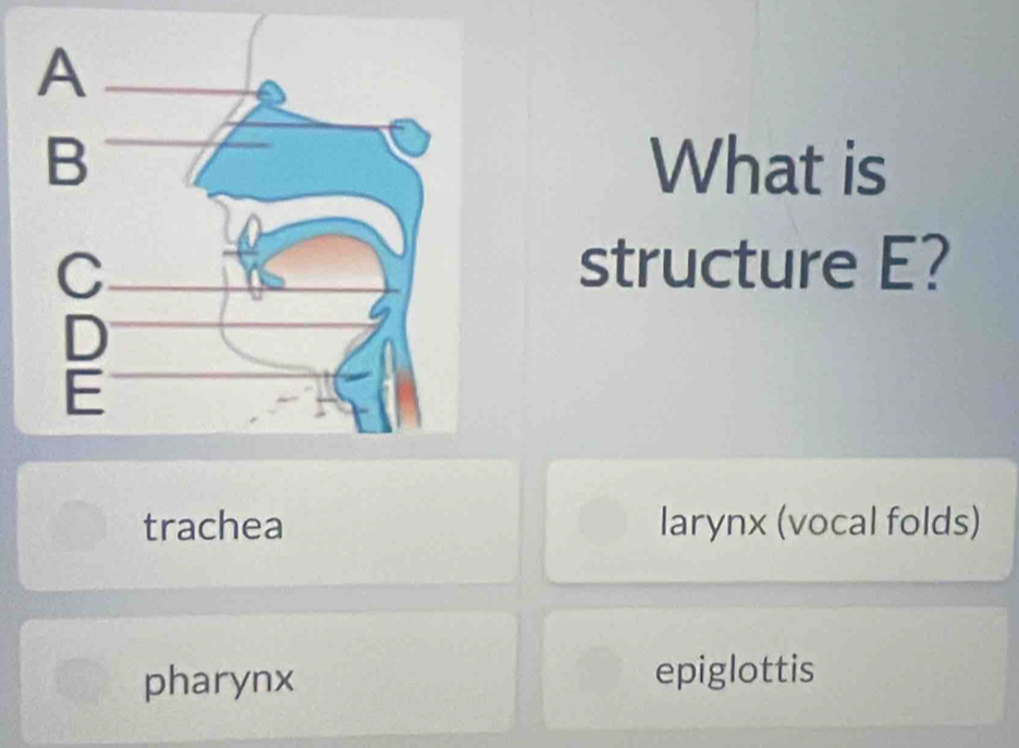 What is
structure E?
trachea larynx (vocal folds)
pharynx epiglottis