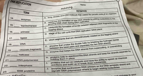 DNA REPLICATION 
2 
nictures in your