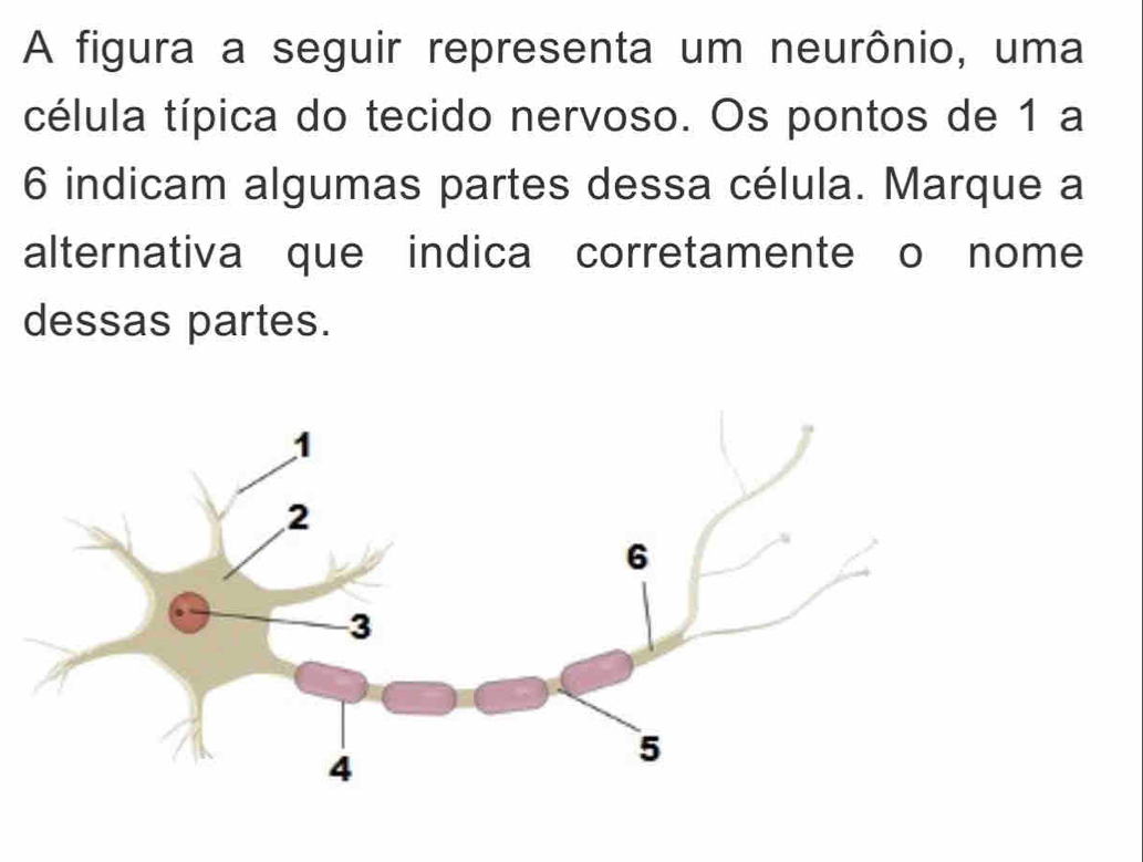 A figura a seguir representa um neurônio, uma 
célula típica do tecido nervoso. Os pontos de 1 a 
6 indicam algumas partes dessa célula. Marque a 
alternativa que indica corretamente o nome 
dessas partes.