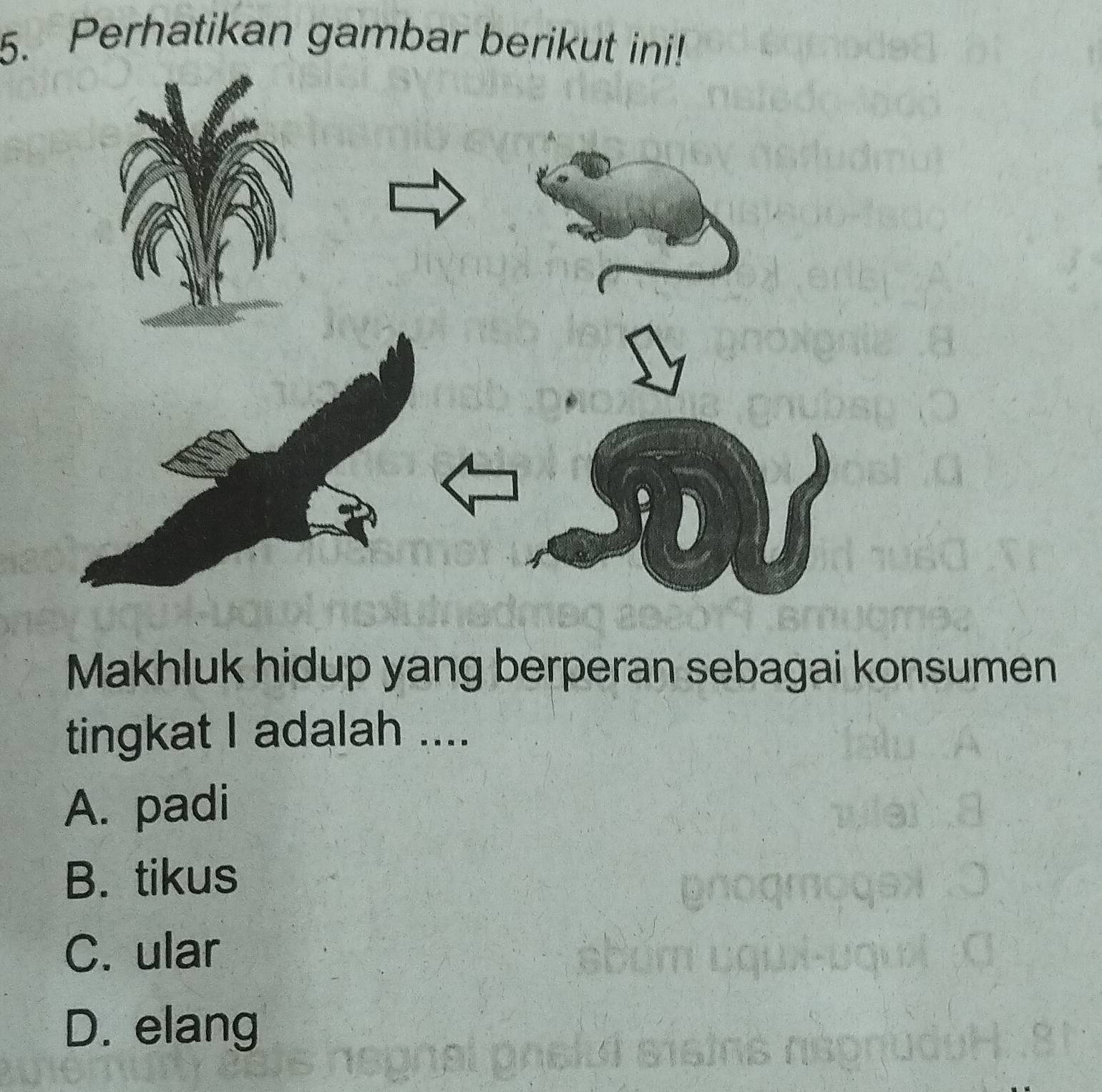 Perhatikan gambar berikut ini!
Makhluk hidup yang berperan sebagai konsumen
tingkat I adalah ....
A. padi
B. tikus
C. ular
D. elang