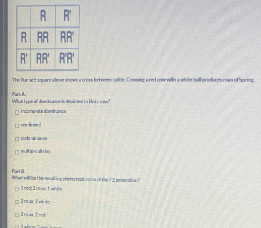 The Punnett square above shows a cross between cattle. Crossing a red cow with a white bull produces roan offspring.
Part A.
What type of dominance is depicted in this cross?
incomplete dominance
sex-linked
codominance
multiple alleles
Part B.
What willl be the resulting phenotypic ratio of the F2 generation?
1 red; 2 roan; 1 white
2 roan; 2 white
2 roan; 2 red