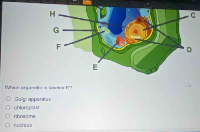 Which organelle is labeled E?
Golgi apparatus
chloroplas!
ribosome
nucleus