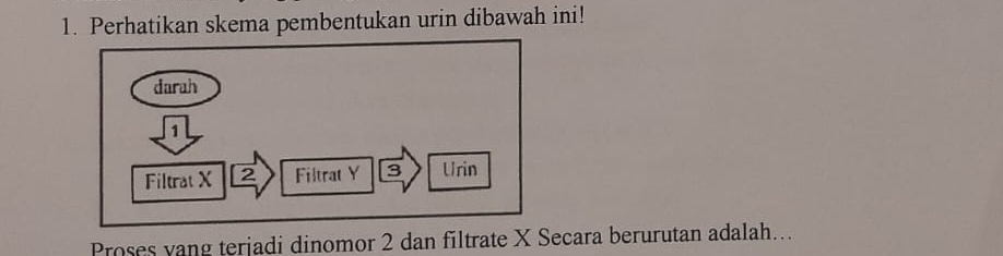 Perhatikan skema pembentukan urin dibawah ini! 
darah
1
Filtrat X 2 Filtrat Y 3 Urin 
Proses vang terjadi dinomor 2 dan filtrate X Secara berurutan adalah…..