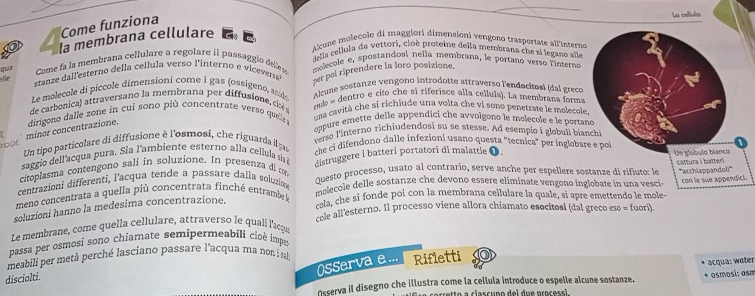Risolto:Come funziona La cellula la membrana cellulare à Alcune ...