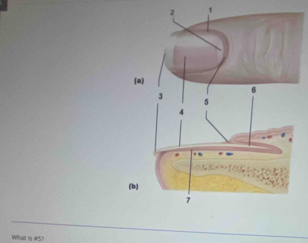 1 
( 
(b) 
What is # 5?