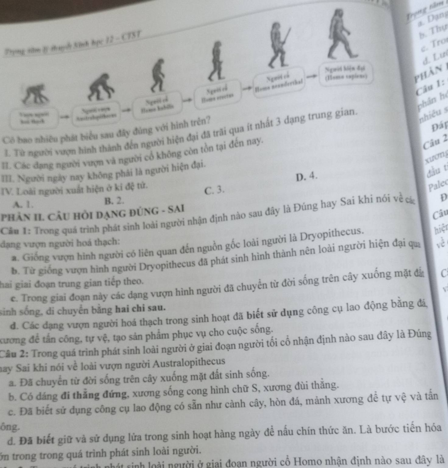 Tryng têm
a. Dạn
Trọng săm 8 thuyh Ninh học 12 - CTST
b. Thự
e. Tro
d. L ưi
Ngwời ki]n đại
Người cổ
(Hama vapiens)
phản 
Người cf Spris cổ
Câu 1:
Vae ae
Elams Iabllic Homs ecectas Homs neanderthal
phân hé
Soe thank Austradupidhoom
Có bao nhiều phát biểu sau đây đủng với hình trên?
J. Từ người vượn hình thành đến người hiện đại đã trãi qua ít nhất 3 dạng trung gian.
nhiêu s
Đá
I. Các đạng người vượn và người cổ không còn tồn tại đến nay.
Câu 2
xươn
III. Người ngày nay không phải là người hiện đại.
D. 4.
đầu t
TV. Loài người xuất hiện ở ki đệ tứ.
C. 3.
Palec
A. 1. B. 2.
PHÂN II. CÂU HỜI DẠNG ĐÚNG - SAI D
Câu
Cần 1: Trong quá trình phát sinh loài người nhận định nào sau đây là Đúng hay Sai khi nói về các
dạng vượn người hoá thạch: về
a. Giống vượn hình người có liên quan đến nguồn gốc loài người là Dryopithecus.
hiệt
b. Từ giống vượn hình người Dryopithecus đã phát sinh hình thành nên loài người hiện đại qua
hai giai đoạn trung gian tiếp theo. C
c. Trong giai đoạn này các dạng vượn hình người đã chuyển từ đời sống trên cây xuống mặt đất
√
sinh sống, di chuyển bằng hai chi sau.
d. Các đạng vượn người hoá thạch trong sinh hoạt đã biết sử dụng công cụ lao động bằng đá,
xương để tấn công, tự vệ, tạo sản phẩm phục vụ cho cuộc sống.
Câu 2: Trong quá trình phát sinh loài người ở giai đoạn người tối cổ nhận định nào sau đây là Đúng
may Sai khi nói về loài vượn người Australopithecus
a. Đã chuyển từ đời sống trên cây xuống mặt đất sinh sống.
b. Có dáng đi thẳng đứng, xương sống cong hình chữ S, xương đùi thắng.
c. Đã biết sử dụng công cụ lao động có sẵn như cành cây, hòn đá, mảnh xương để tự vệ và tấn
ông.
đ. Đã biết giữ và sử dụng lửa trong sinh hoạt hàng ngày để nấu chín thức ăn. Là bước tiến hóa
ớn trong trong quá trình phát sinh loài người.
nhát sinh loài người ở giai đoạn người cổ Homo nhận định nào sau đây là